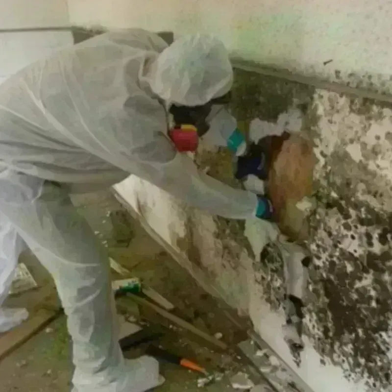 Mold Remediation and Removal in Piney, AR